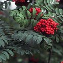 Sorbus aucuparia